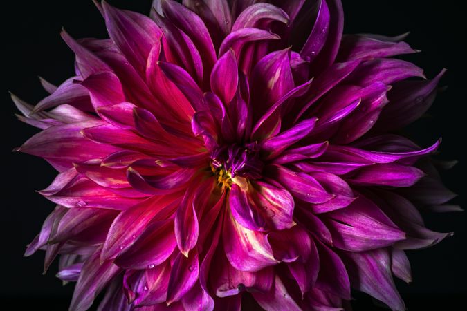 Close up of beautiful dark pink dahlia