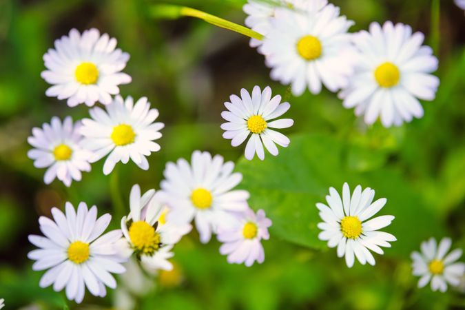 Blooming daisies growing in forest