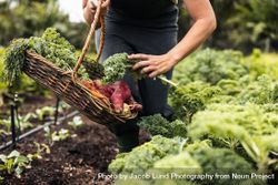 Unrecognizable woman picking fresh kale from a vegetable garden 5ovom0