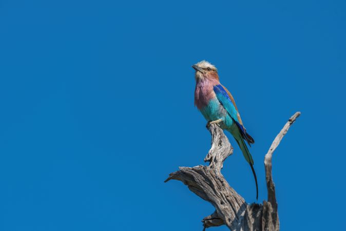 Lilac-breasted roller looking up from dead branch
