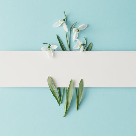 Line of snowdrop flowers on blue background