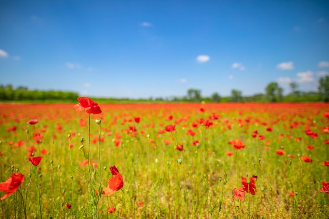 Large poppy field on a nice day