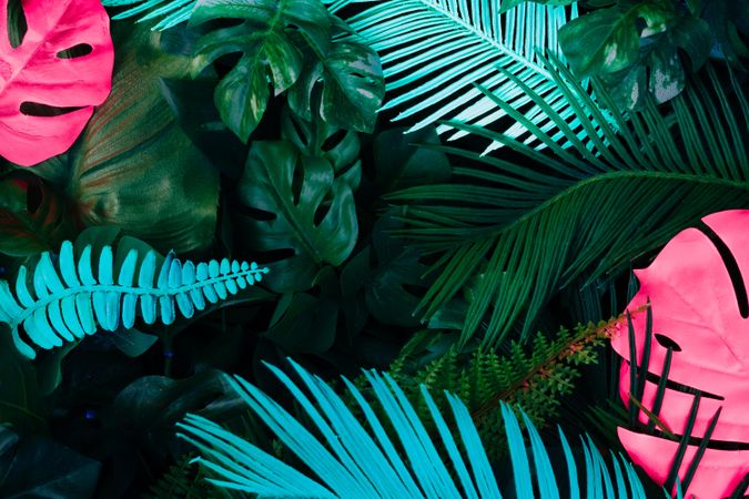 Creative layout made of colorful tropical leaves