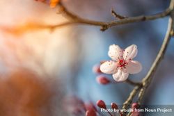 Close up of one cherry blossom flower on branch 0vLXG4