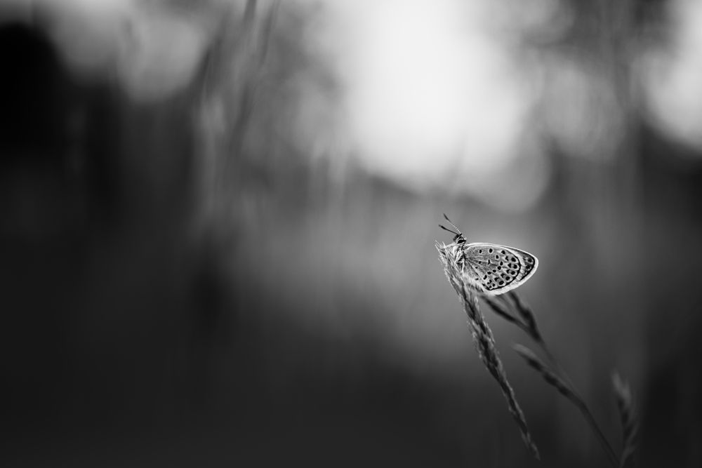 Close up of insect in a field on tall grass