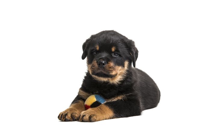 Cute rottweiler puppy dog lying down with a ball isolated at a light background