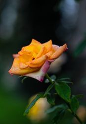 Blooming peach flower in a garden