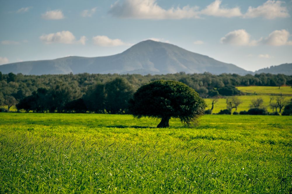 Green field near mountain on sunny day