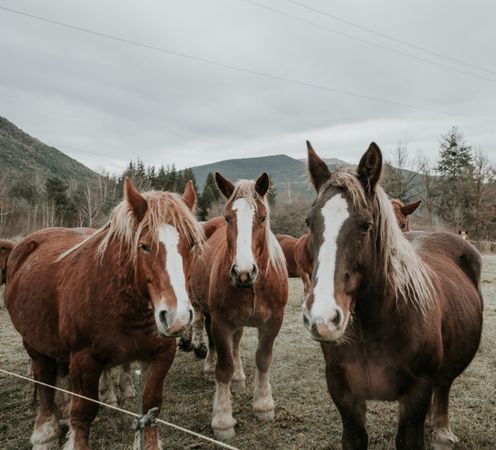 Funny horses on meadow