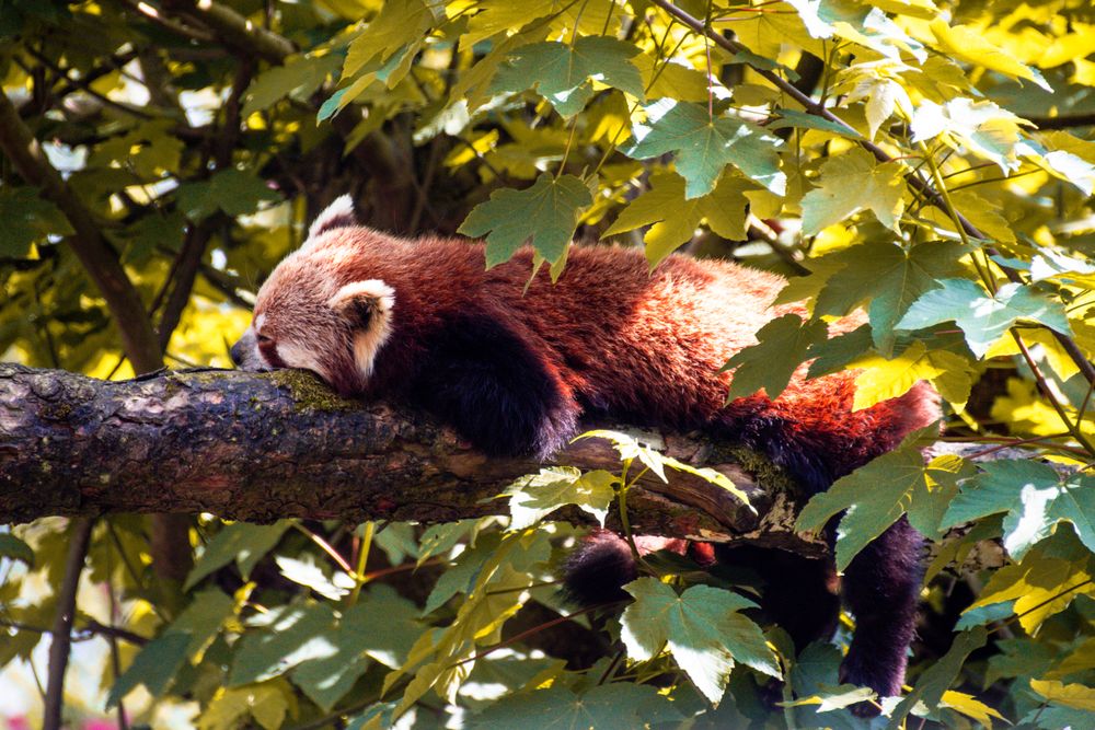 Red panda