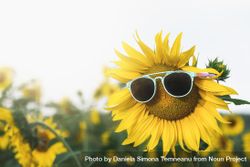 Close up of sunflower with sunglasses 0y9Zq0