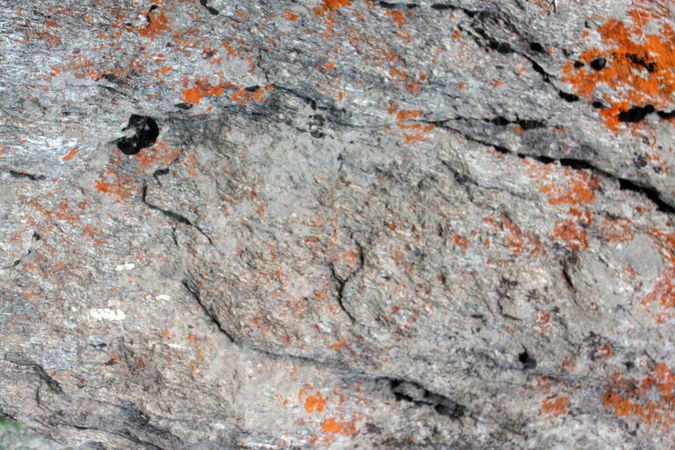 Orange growth on grey rock