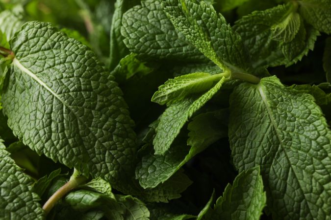 Green mint texture background on whole background, close up
