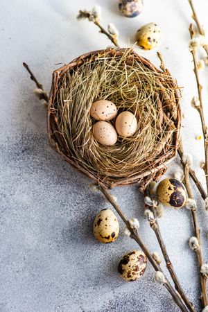 Top view of speckled eggs in nest on table with pussy willow branches with copy space