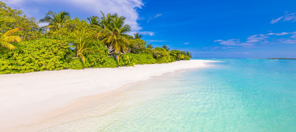 Banner of ocean front with jungle