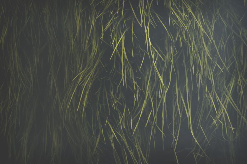 Oblong juicy grass on dark background