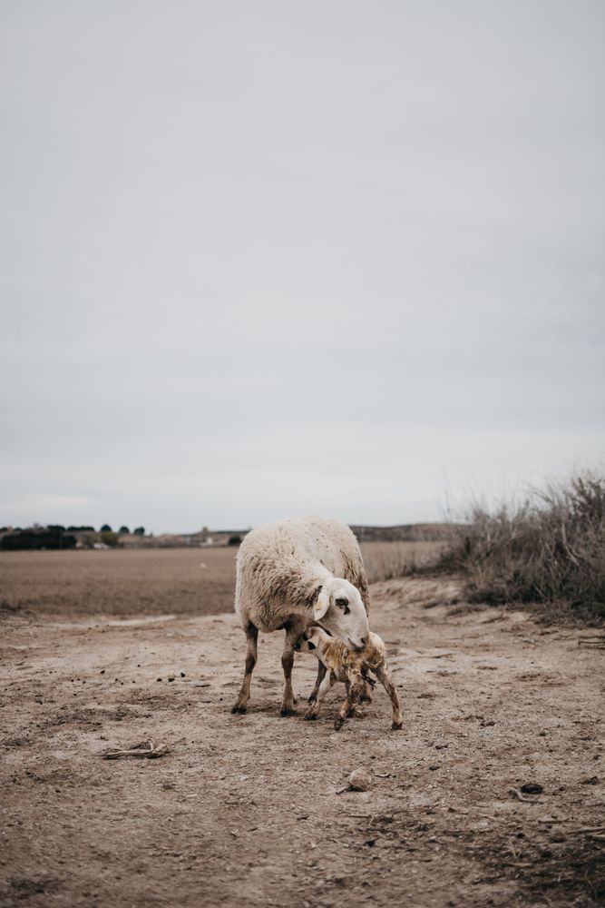 Sheep grazing in the mountain