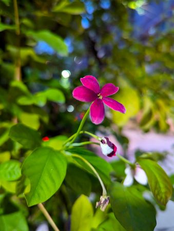 Rangoon creeper pink color flower