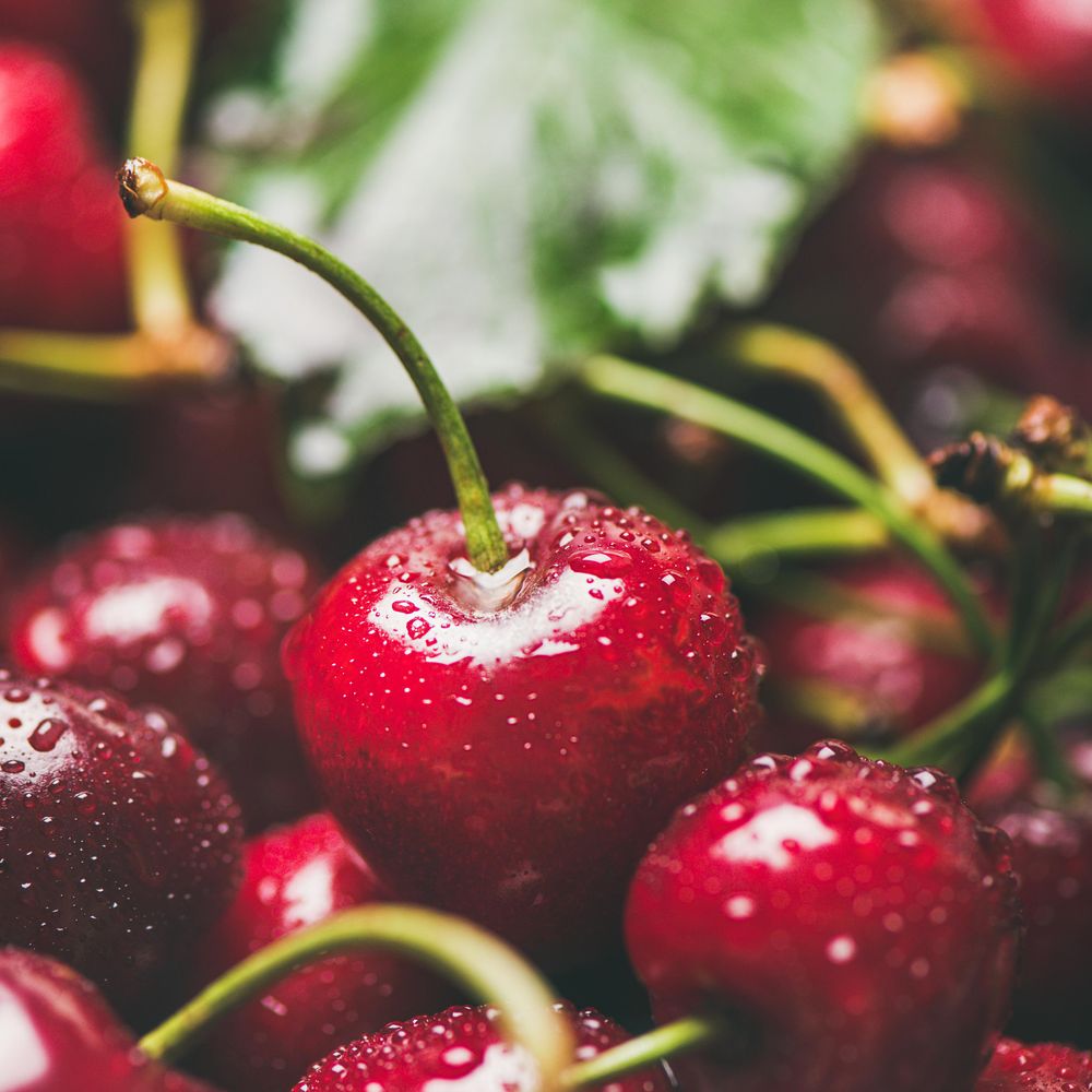 Freshly washed batch of cherries, square crop, close up of one with stem