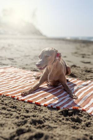 Puppy playing on beach towel at seashore