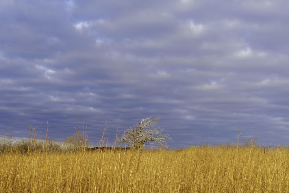 Tree in prarie grass at Fontenac State Park in Frontenac, Minnesota