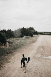 Cute dog walking on dirty road in nature