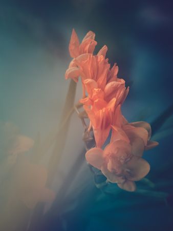 Pretty flower growing in garden