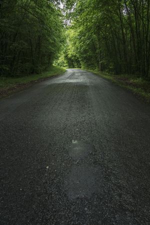 Empty road in dense green forest