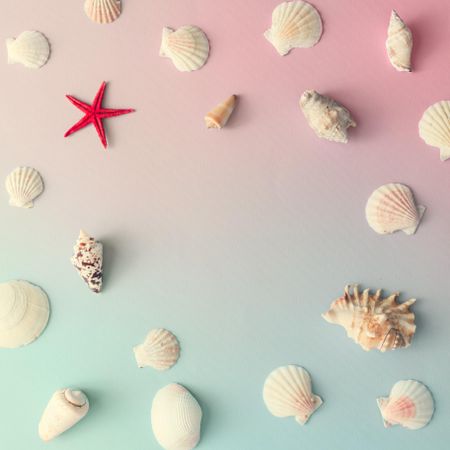 Seashell pattern with red star fish on gradient pastel pink and blue background