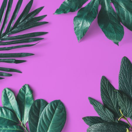 Green leaves on purple background