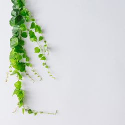 Branches and leaves with copy space