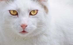 Portrait of beautiful cat