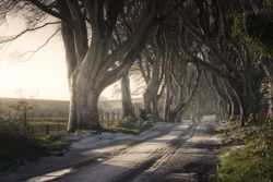 Tunnel of giant beech leafless trees in Ireland