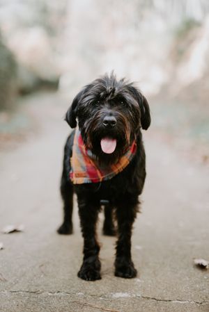 Big dog waiting on the street
