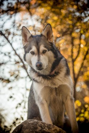 Gray Siberian husky on rock