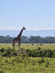 Giraffe standing in Kenya savanna with rhinos grazing in background