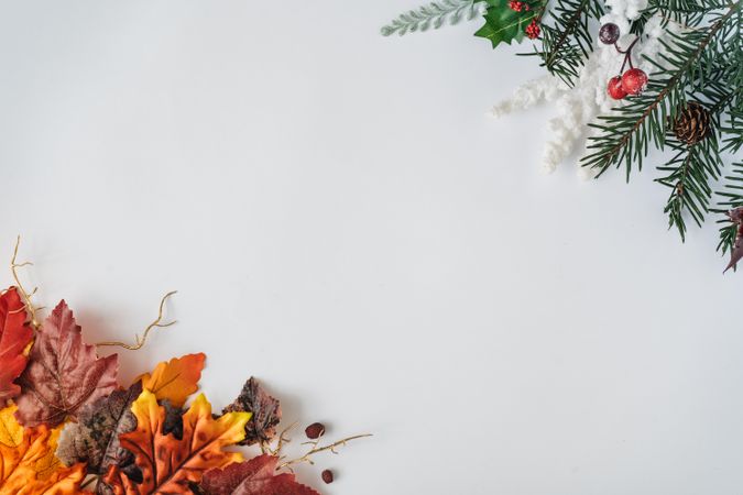 Autumn leaves and winter pine tree with mistletoe on corners of light background