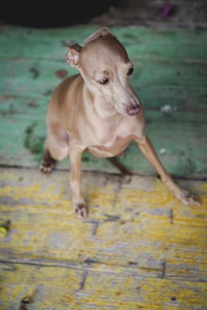Cautious dog sitting on shabby wooden floor