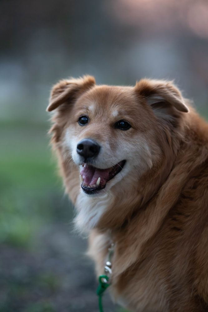 Brown long coated dog outdoor