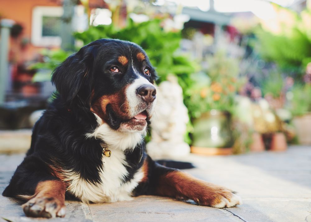 Bernese dog looking suspicious outside
