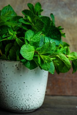 Organic mint leaves in ceramic pot