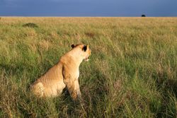 Impressive wild lions in the Savannah of Africa in the Masai Mara Park.