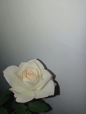 The Elegance of a Rose