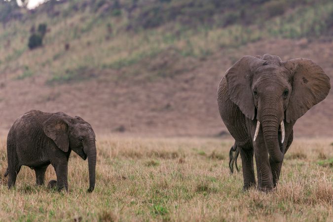 Elephant and offspring walking on green grass field