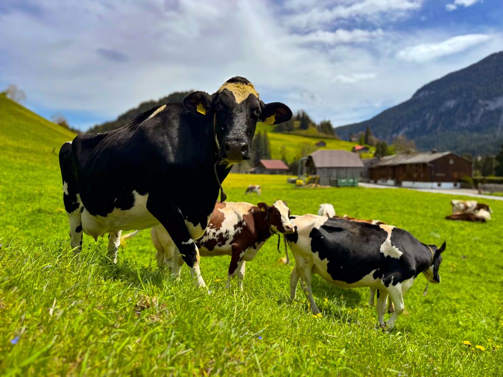 Simmental cows, Rougemont, Switzerland