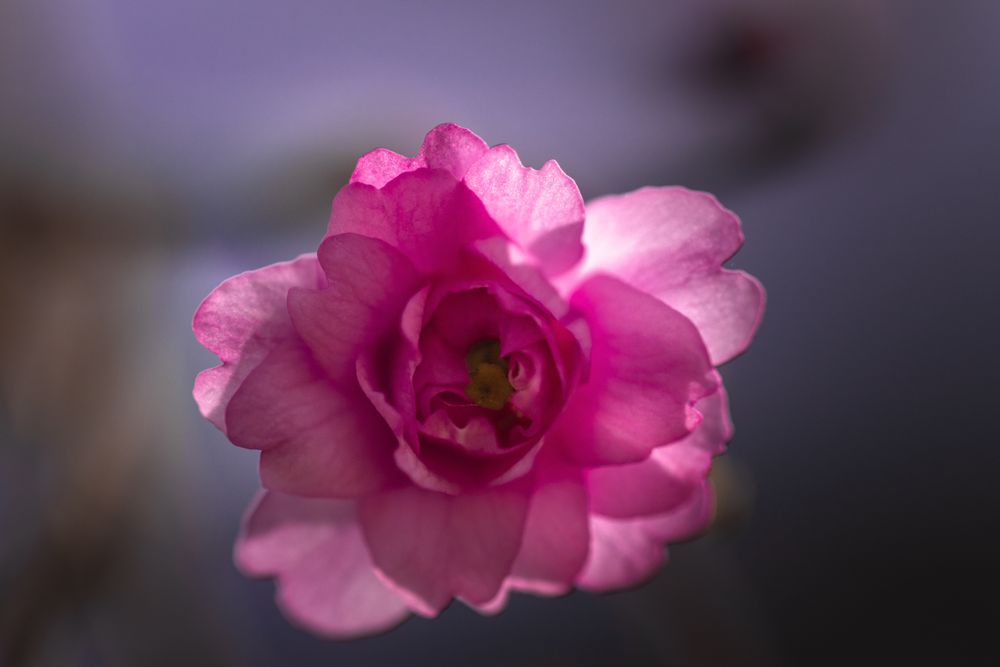 Close up of pink flower