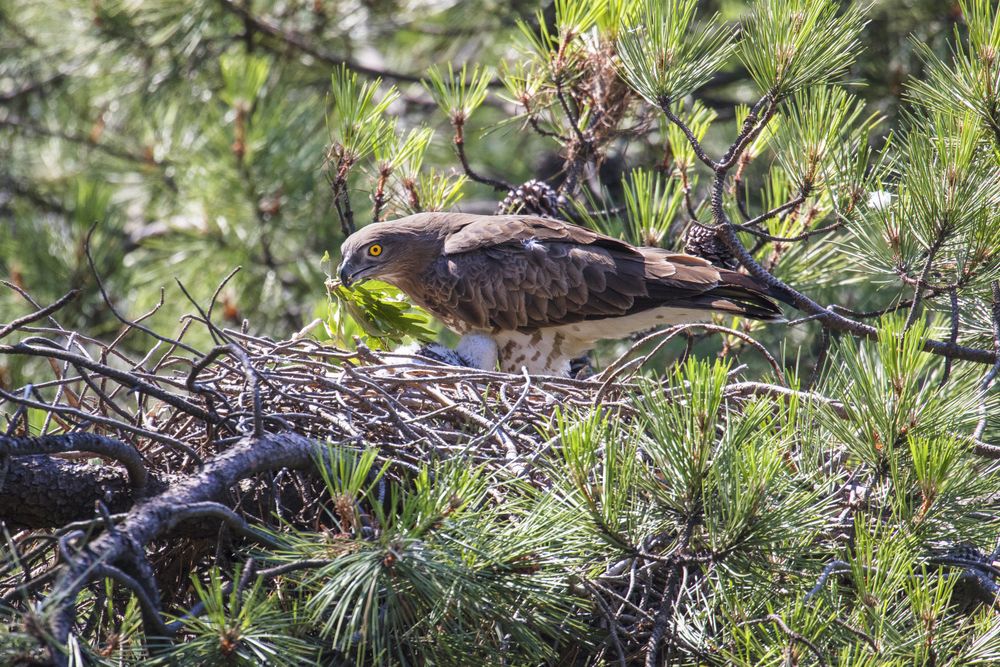 eagle near newborn bird in nest