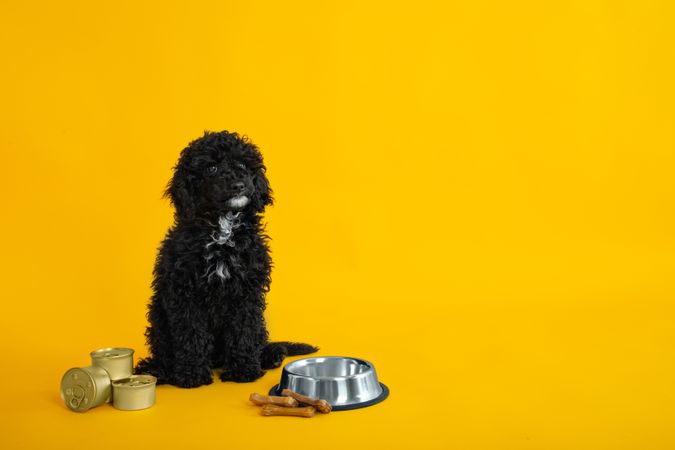 Dog sitting tall by food bowl