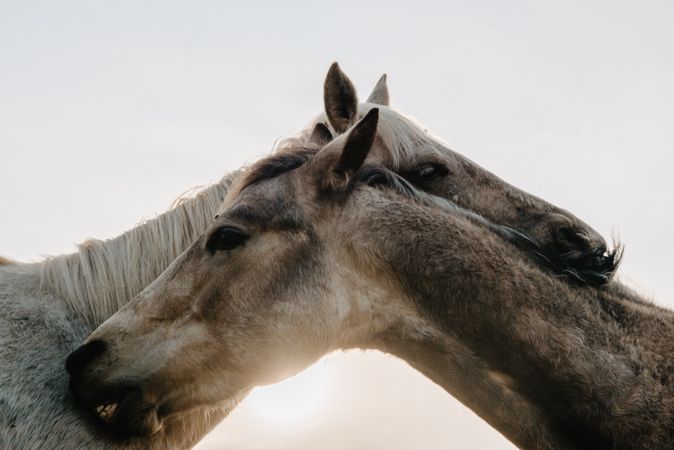 Funny horses on meadow