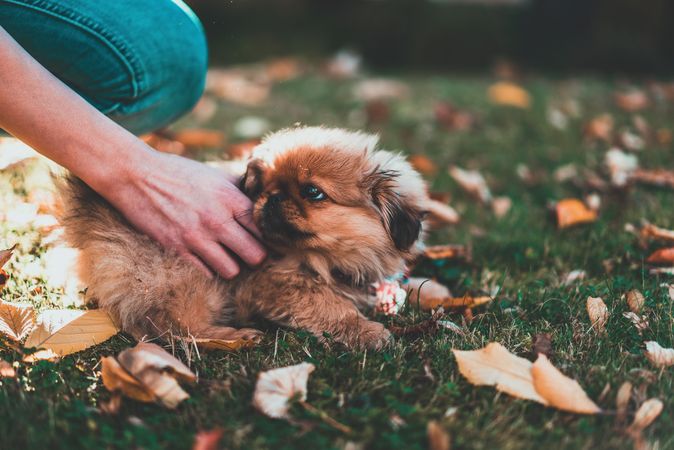 Person holding brown puppy outdoor